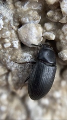 Tenebrioninae