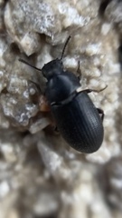 Tenebrioninae