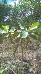 Anacardium occidentale