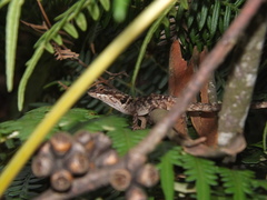 Anolis mariarum