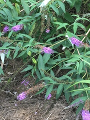Buddleja davidii