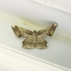 Krananda latimarginaria