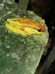 Dendropsophus rhodopeplus
