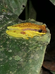 Dendropsophus rhodopeplus