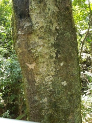 Lonchocarpus muehlbergianus