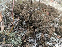 Cladonia crispata