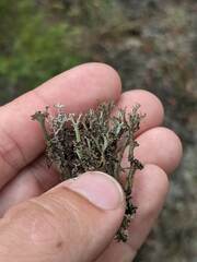 Cladonia crispata