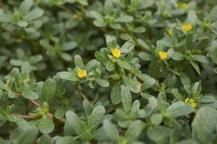 Portulaca oleracea