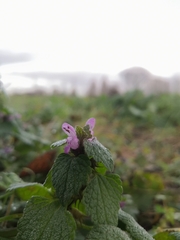 Lamium purpureum