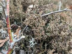 Cladonia crispata