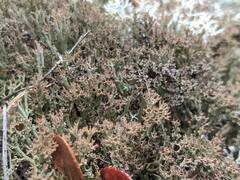 Cladonia crispata