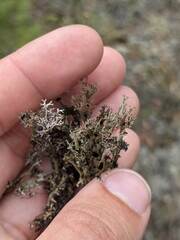 Cladonia crispata