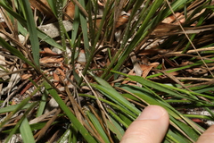 Panicum simile