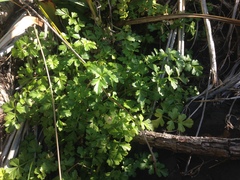 Apium prostratum filiforme