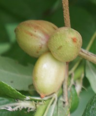 Ampelomyia vitispomum