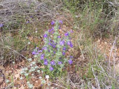 Scutellaria drummondii