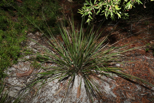 Image of Panicum simile by (c) Greg Tasney, some rights reserved (CC BY-SA)
