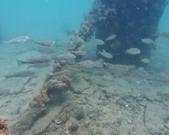 Helotes octolineatus