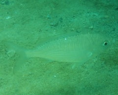 Gerres subfasciatus