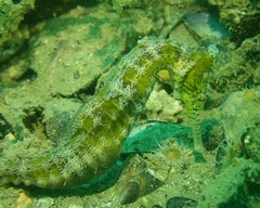 Hippocampus subelongatus