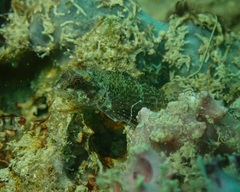 Enneapterygius larsonae