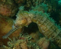 Hippocampus subelongatus