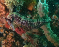 Hippocampus subelongatus