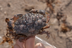 Euxanthus exsculptus