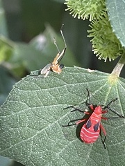 Dysdercus suturellus
