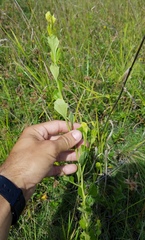 Baccharis halimifolia image