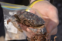 Euxanthus exsculptus