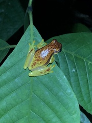Dendropsophus rhodopeplus