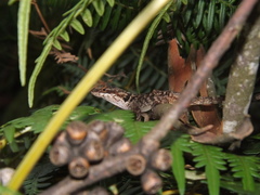 Anolis mariarum