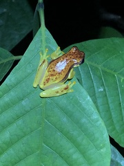 Dendropsophus rhodopeplus