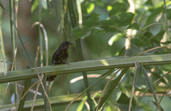 Cercomacra melanaria