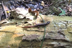 Sphenomorphus indicus