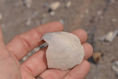 Crassatellidae