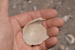 Crassatellidae
