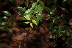 Syzygium luehmannii