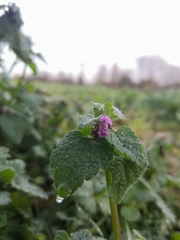 Lamium purpureum