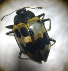 Oligocorynus