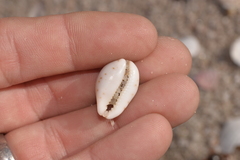 Purpuradusta gracilis