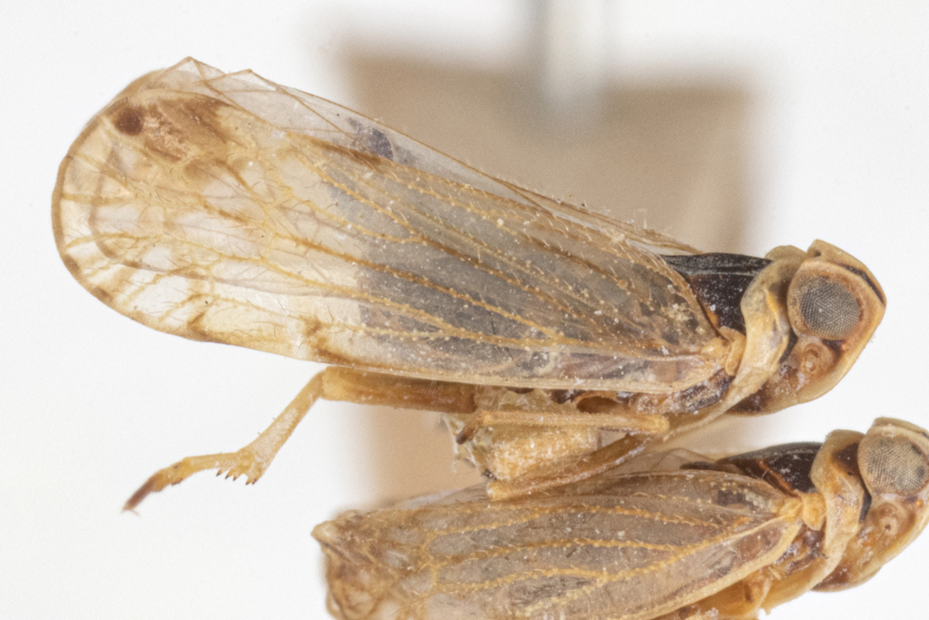 Myndus musivus
