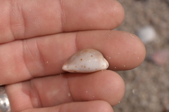 Purpuradusta gracilis