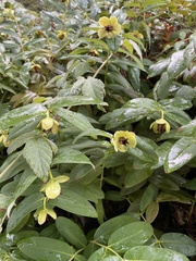 Hypericum calycinum