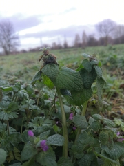 Lamium purpureum
