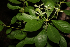 Pittosporum ferrugineum