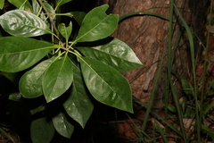Pittosporum ferrugineum