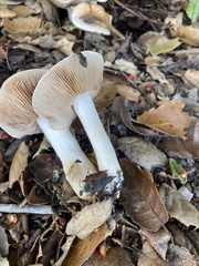 Amanita ocreata