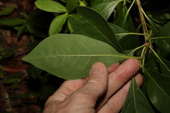 Pittosporum ferrugineum